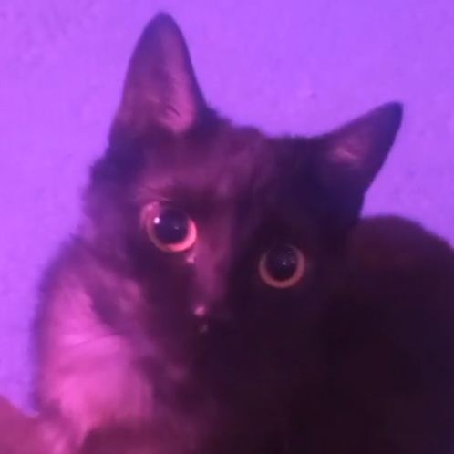 wintique